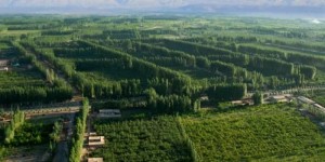 【绿色中国】新疆柯柯牙：在戈壁荒漠上书写植绿奇迹
