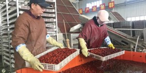 新疆兵团：红枣加工忙 产品销往全国各地