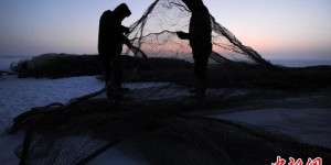 踏雪寻鱼 新疆福海冰上大拉网再现传统渔猎奇观