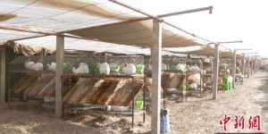 新疆兵团：肉兔养殖“蹦”上致富路
