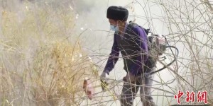 “构建沙漠绿色屏障” 新疆且末县民众为2万亩梭梭平杈