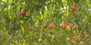 新疆叶城：蔬菜产业促增收 “蔬”写振兴新篇章