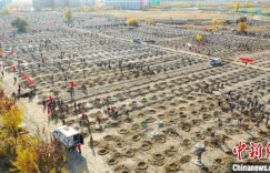 新疆北屯为何能成“美丽中国·深呼吸小城”？