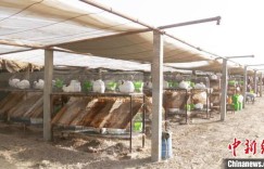 新疆兵团：肉兔养殖“蹦”上致富路