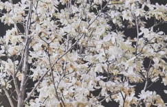 魏大勋发文说三花，呲花 真花 大勋花 帅哥和花都好好看……