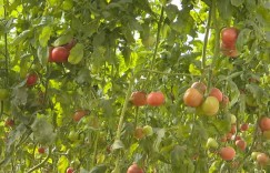 新疆叶城：蔬菜产业促增收 “蔬”写振兴新篇章