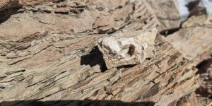 比和田玉早2.3亿年的疑似海百合化石，看此文秒懂什么是和田玉