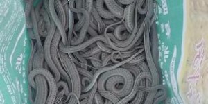 新疆破获首例非法捕猎陆生野生花条蛇案