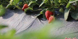 新疆兵团：特色种植让乡村美起来、富起来