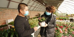 新疆兵团：设施农业“种”出乡村振兴好“钱”景