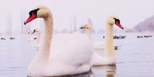 新疆伊犁迎来约400只天鹅过冬