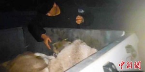 迁徙黄羊不慎跌伤 新疆巴州民警深夜踏雪营救