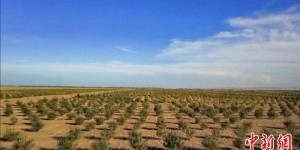 新疆防沙治沙水平何以走在前列？