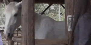 刘亦菲片场和马搞笑互动 同步摇头晃脑超可爱