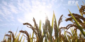 回眸2022｜彩色田野 铺展富足画卷