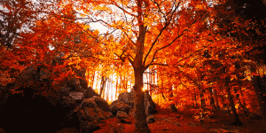 美到心颤！福建这6大彩林秘境即将上演，周末新耍法！