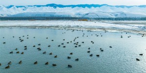 印象新疆·喀拉托海湖与野鸭