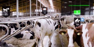 Nedap用HoloLens 2辅助农场奶牛饲养，提升奶牛护理，降低饲养成本