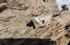 比和田玉早2.3亿年的疑似海百合化石，看此文秒懂什么是和田玉