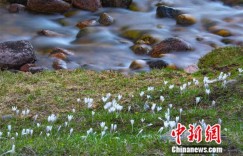 人这一辈子，一定要去一趟新疆新源！