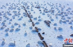 新疆天鹅“能量补充站”遭遇冰封 人工投喂助越冬