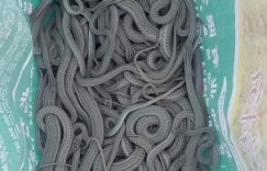 新疆破获首例非法捕猎陆生野生花条蛇案