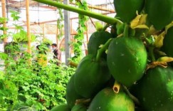 新疆兵团“大棚经济”赋能乡村振兴