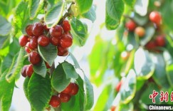 新疆喀什地区莎车县4.5万亩樱桃进入采摘季