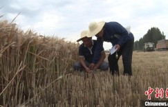 新疆奇台县：创全国冬小麦百亩以上连片高产新纪录