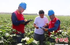 新疆启动2023年秋粮生产供电服务保障专项行动