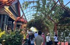 在港台胞访新疆：产业发展意想不到，壮丽风光颠覆想象