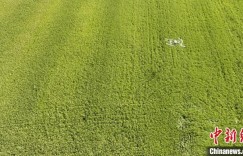 新疆兵团：盐碱地变丰收田 万亩水稻穗飘香