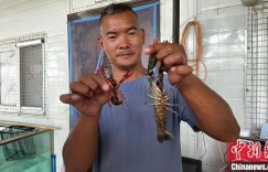 新疆喀什：戈壁滩上养出澳洲淡水龙虾