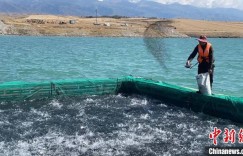 “离海最远”的新疆，为何能养“海鲜”？