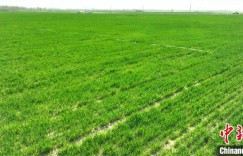 新疆兵团：近200万亩冬小麦陆续返青 长势良好