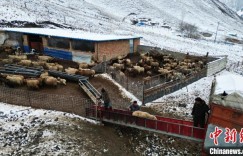 新疆昌吉市上万牲畜实现春季安全转场