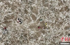 新疆阿拉尔：春光无限好 赏花正当时