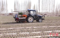 新疆天山南麓和硕县工业番茄辣椒全面开启移栽工作