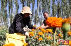 新疆喀什地区莎车县7.6万亩万寿菊进入采摘期