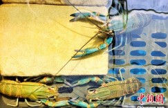 拓展“海鲜家族”成员 新疆阿拉尔市变戈壁滩为“金银滩”