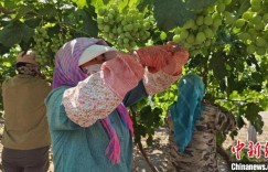 新疆兵团：合作社带动民众增收 助力乡村振兴