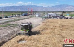 科技赋能 新疆和硕2000亩盐碱地改良项目成功