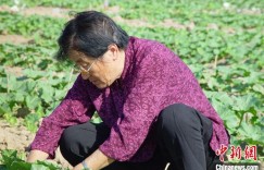 94岁吴明珠重返新疆吐鲁番 再续瓜果情缘