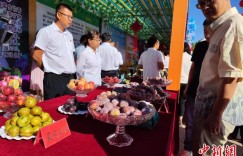 新疆伽师：“新梅”打造百亿级产业集群