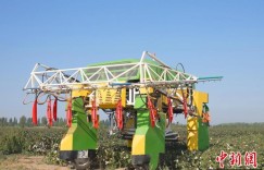 （繁荣兵团·新时代新征程）新疆兵团：高脚无人作业机器人进棉田喷施脱叶剂