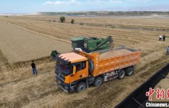 796.10公斤！新疆创全国春小麦百亩方高产纪录