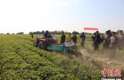新疆创全国花生千亩方高产纪录