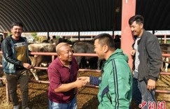 （铸牢共同体 中华一家亲）新疆这个百年巴扎，为何成了“超级牛市”？