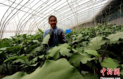 新疆和田：日光温棚蹚出致富路