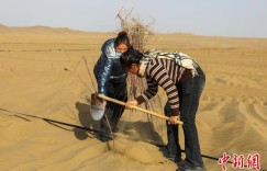 新疆塔克拉玛干沙漠如何成功“锁边”？
